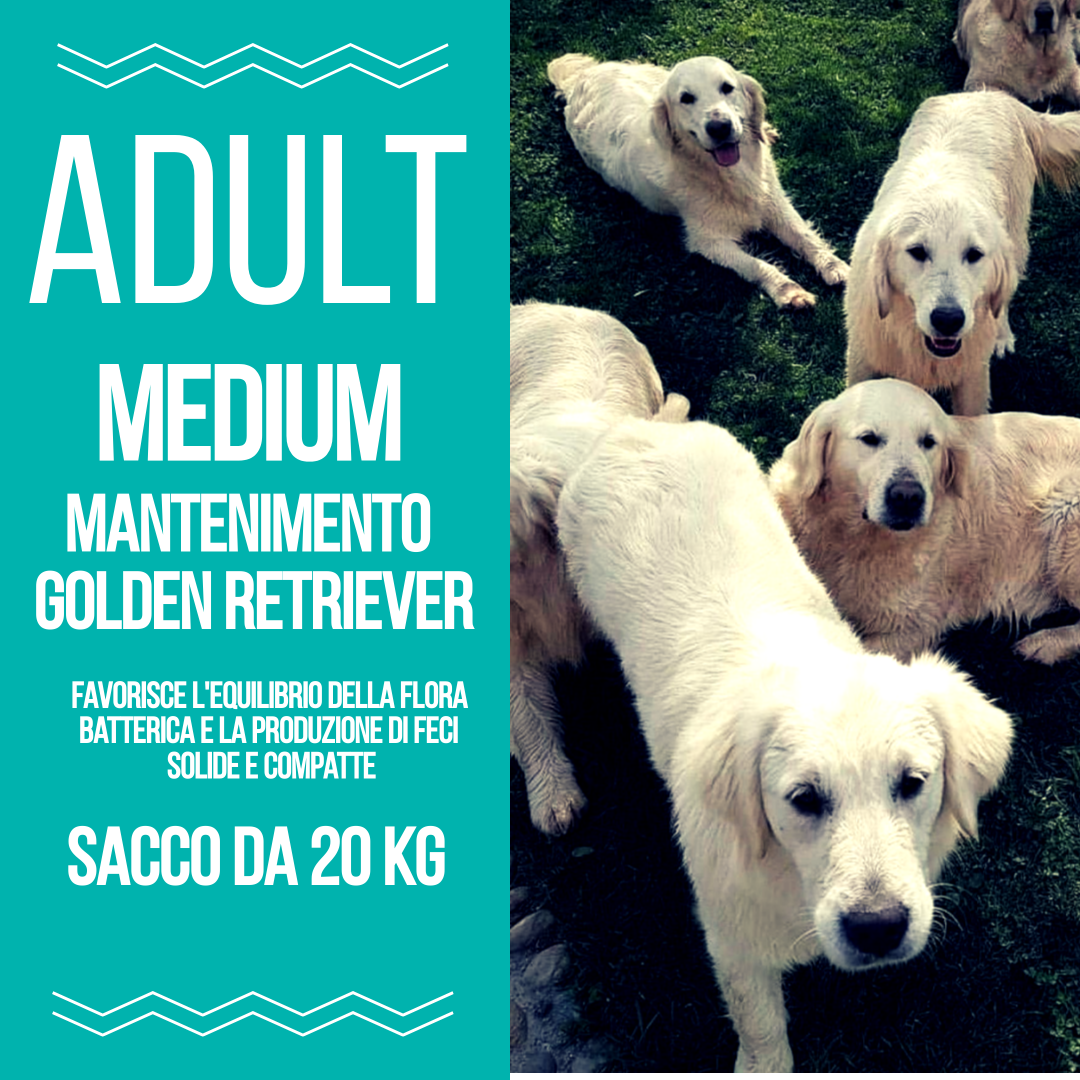 Adult - Mantenimento - Golden Retriever