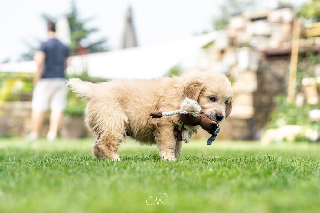 Cosa devo comprare quando porto a casa un cucciolo di Golden Retriever?